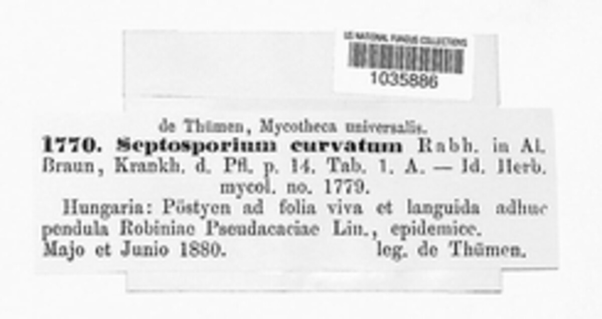 Septosporium image